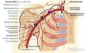 Branches of subclavian artery ** vision_infinite: Axillary Artery Anatomy Parts Branches Mnemonic