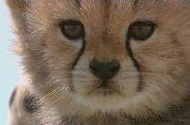 Toto The Cheetah Meaning Little One In Swahili Baby Animals Tiny Baby Animals Wild Cats