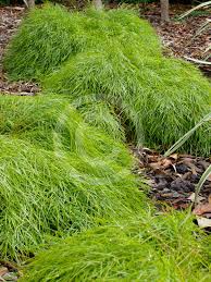Image result for Carex cognata