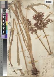 Image result for Cyperus pseudoleptocladus