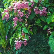 Image result for Medinilla myriantha