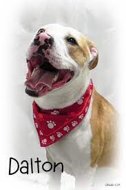 Dalton Has 9 Days Left To Live Terrier Mix Breeds Dog Help Dog Adoption