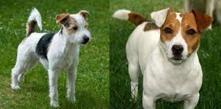 Jack carlin bio, video, news, live streams, interviews, social media and more from the 2021 tokyo olympic games. Parson Russell Terrier Vs Irish Jack Russell Breed Comparison
