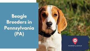 Beagle puppies for adoption in pa. 18 Beagle Breeders In Pennsylvania Pa Beagle Puppies For Sale Animalfate