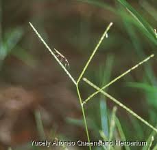 Image result for Axonopus