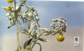 Image result for Solanum villosum