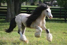 She is a little tank. Xr9c7453 Champagne Buckskin Gypsy Vanner Stallion Taskin Villa Vanners Tn Photograph By Bob Langrish