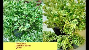 This handsome, dense evergreen shrub with creamy leaf variegation makes an outstanding foundation plant, hedge, screen, landscape accent. How To Care Grow Euonymus Fortunei Silver Queen Plant Youtube