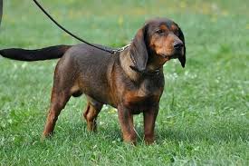 Image result for jurský honič