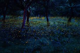 They want to study whether and how factors like habitat loss, light pollution, and pesticide use impact these insects. Pine Trees Attract Fireflies To Your Yard Lightning Bug S Favorite Tree