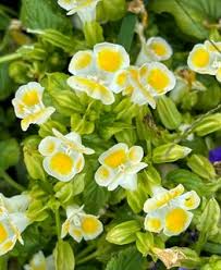 Image result for Torenia thouarsii