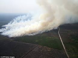 Perusahaan asal singapura yang disegel yakni pt hutan ketapang industri di ketapang. Smog In Southeast Asia Tourists Warned As Plantation Fires Cause Singapore S Worst Case Of Pollution Daily Mail Online