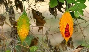 Cha De Canela De Velho Beneficios E Maleficios Melao Sao Caetano Consegue Matar Ate 98 De Celulas Cancerigenas Melao De Sao Caetano Plantas Melao Amargo