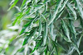 Image result for Plerandra