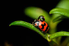 Top 10 Macro Photography Tips 42 West The Adorama Learning Center Macro Photography Tips Macro Photography Nature Macro Photography