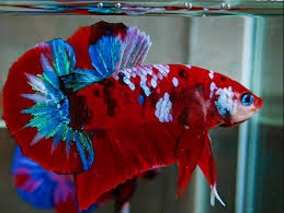 Ada lebih dari 60 jenis spesies ikan cupang ikan cupang yang bernama latin betta macrostoma hanya ada di pulau kalimantan tepatnya di cupang hellboy dengan warna merah. 13 Ikan Cupang Hias Dan 8 Jenis Cupang Hasil Kawin Silang Betta Sp Lengkap Triharyono Com