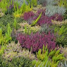 Heide Ist Nicht Gleich Heide In 2020 Heide Pflanzen Heidegarten Heide