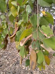 Image result for Piliostigma thonningii