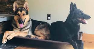 I have been a chicago dog training trainer since 2002 and chicago dog. The Canine Club Of Chicago