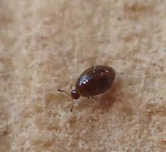 (rps ) please don't repost my art on twitter, instagram or tumblr. Tiniest Beetle Orthoperus Bugguide Net