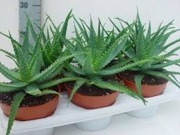 Image result for Aloe arborescens