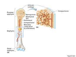 Describe how bones are nourished and innervated. Bone Tissue Composition Chapter 6 Bone Textures Compact Bone Dense Layer Spongy Cancellous Bone Honeycomb Of Trabeculae Found At Ppt Download