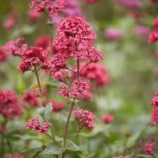 Image result for Centranthus