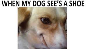 Memes, comics and wholesome stuff and anything we like. Ultimate Wholesome Memes V1 Youtube