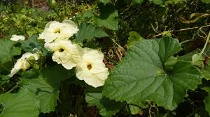 Image result for Momordica foetida