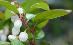 Image result for Galenia procumbens