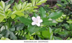 Image result for Rutaceae