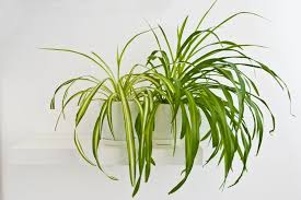 Image result for Chlorophytum perfoliatum