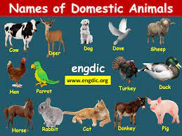 You must meet specific import or export requirements for poultry. Animal Names Domestic And Wild Animals Pdf Engdic
