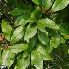 Image result for Chionanthus foveolatus