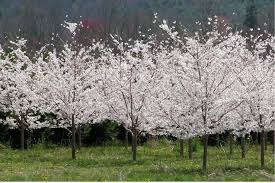White flowering trees in nc. Welcome To Hillside Nursery