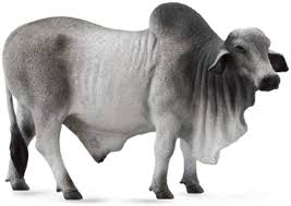 When you walk into to cattle barns at the fair, there's one breed of cattle many people will remember. Amazon Com Collecta 88579 Grey Polled Brahman Bull 5 3 L X 3 3 H Toys Games