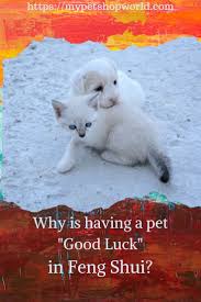 Feng Shui And Pets Cat Fish Dog Who Is More Powerful For Good Luck Pets Animals Doing Funny Things Dog Cancer