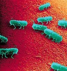 Salmonella Enterica Serovar Typhimurium Microbewiki