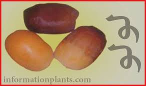 تمر لولو قسم التمور مع الصور قسم التمور انواع الاسماك مع الصور معلوماتية نبات حيوان اسماك فوائد Fruit Lulus Tmr