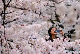 Check spelling or type a new query. The Art And Science Of Japan S Cherry Blossom Forecast