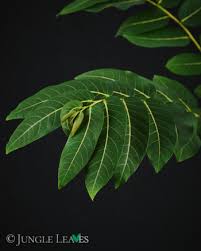 Image result for Phyllanthus mendesii