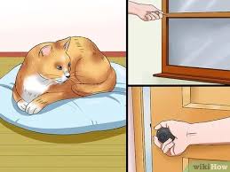 Kalau sudah tahu resikonya, sekarang kita antisipasi dengan bagaimana cara memandikan anak kucing yang baik dan benar. Cara Menangani Kucing Betina Yang Mengalami Berahi 10 Langkah