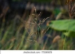 Image result for Lipocarpha chinensis