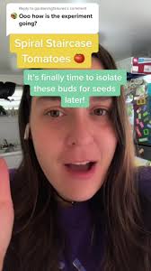 Reply to @gardeningfailures I’m so happy to watch this process unfold! 🍅🪴  #spiralstaircasetomatoes🍅 #beginnersgardentips #tomatogardener  #tomatoseedsavingtips