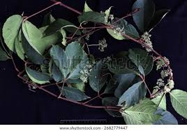 Image result for Tetracera