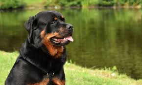 The average rottweiler will grow to over 4 times the sizes of what it is as a puppy, that you can take home. Rottweiler Growth Weight Chart Everything You Need To Know Pawlicy Advisor