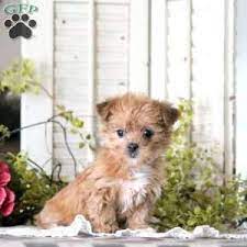 Shorkie Puppies For Sale Greenfield Puppies Shorkie Puppies Cheap Puppies Free Puppies