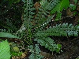 Image result for Asplenium rutifolium