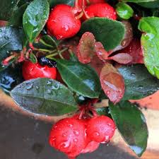 Image result for Indigofera fuscobarbata