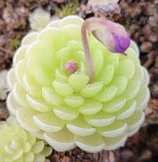 Image result for Drosera burkeana